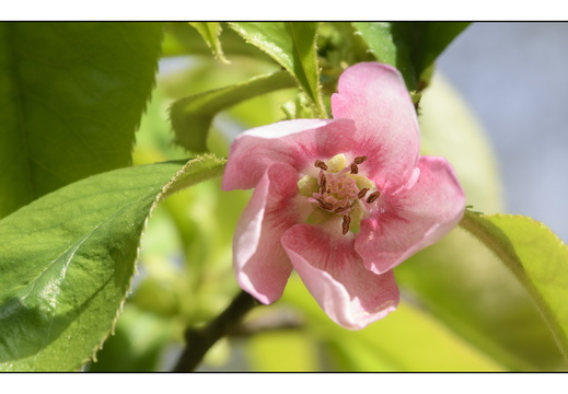 20250422-Arboretum-Gimborn-177