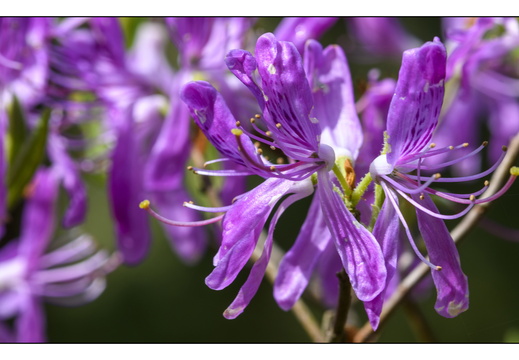 20250422-Arboretum-Gimborn-178