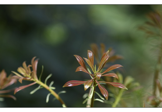 20250422-Arboretum-Gimborn-179