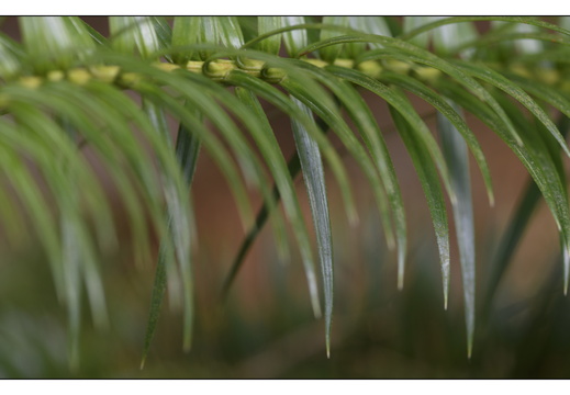 20250422-Arboretum-Gimborn-181