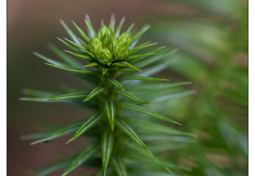 20250422-Arboretum-Gimborn-182