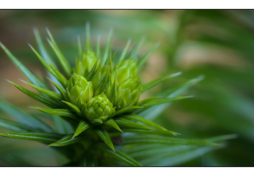 20250422-Arboretum-Gimborn-183