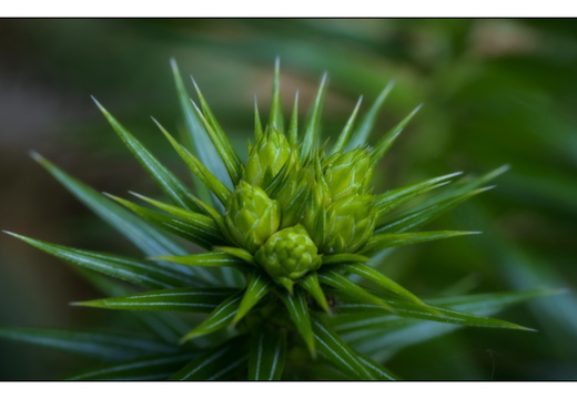 20250422-Arboretum-Gimborn-184