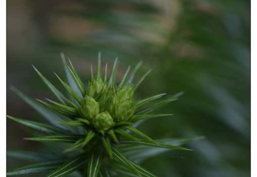 20250422-Arboretum-Gimborn-185