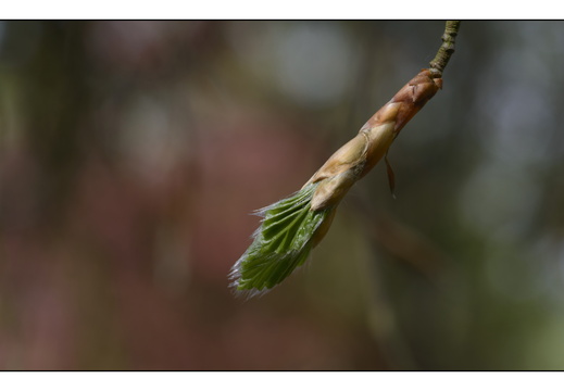 20250422-Arboretum-Gimborn-186