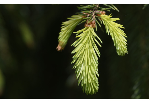 20250422-Arboretum-Gimborn-187