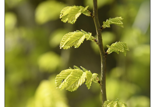 20250422-Arboretum-Gimborn-188