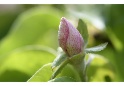 20250422-Arboretum-Gimborn-190
