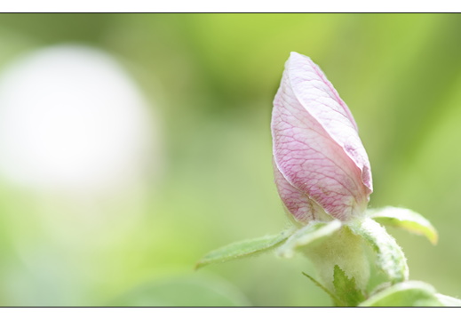 20250422-Arboretum-Gimborn-191