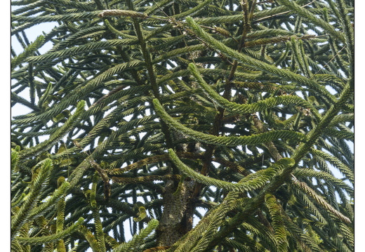 20250422-Arboretum-Gimborn-193