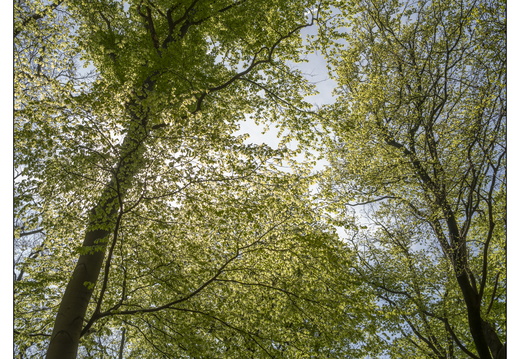250428-Beuken-102