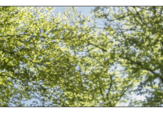 250428-Beuken-104