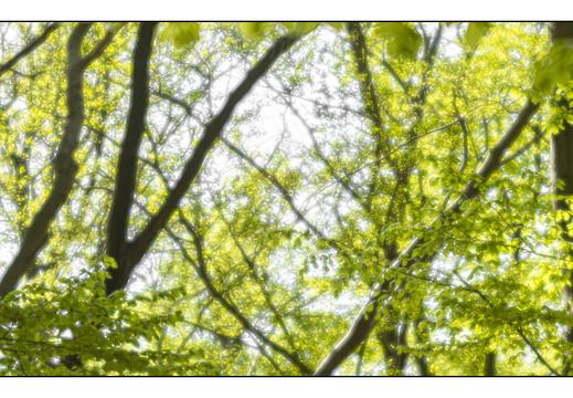 250428-Beuken-106