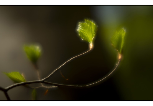 250428-Beuken-110