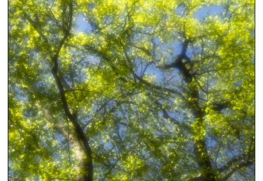 250428-Beuken-112