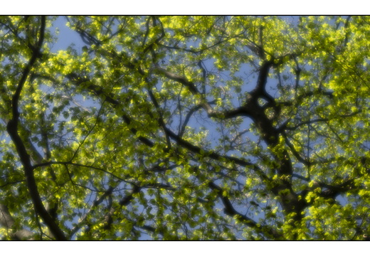 250428-Beuken-113