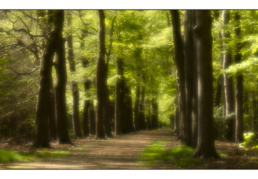 250428-Beuken-114