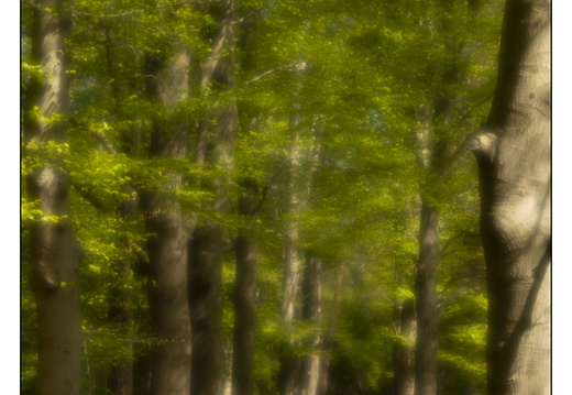 250428-Beuken-115