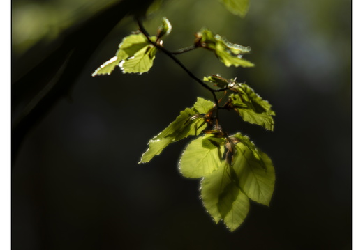 250428-Beuken-117