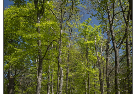 250428-Beuken-118