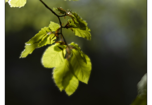 250428-Beuken-119