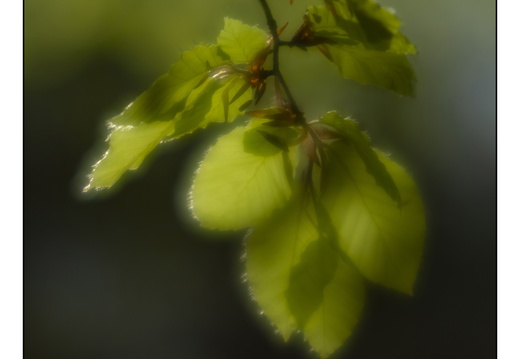 250428-Beuken-120