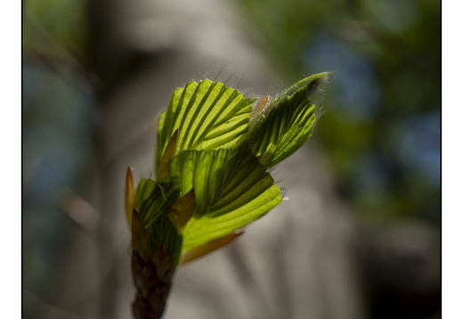 250428-Beuken-121