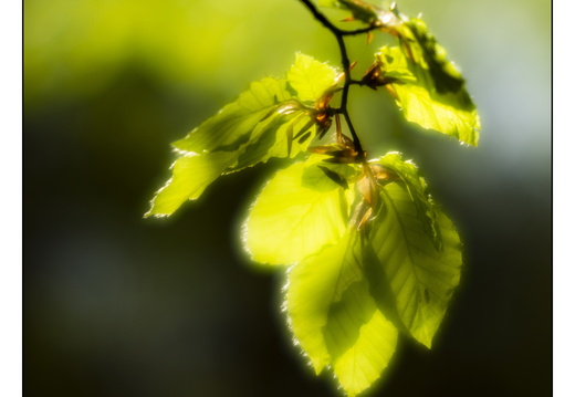 250428-Beuken-124