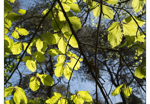 250428-Beuken-126
