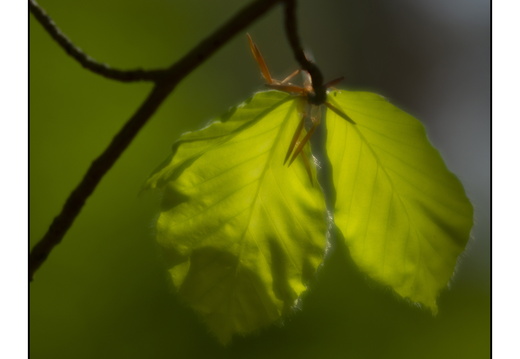 250428-Beuken-131