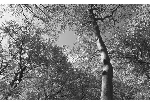 250428-Beuken-138