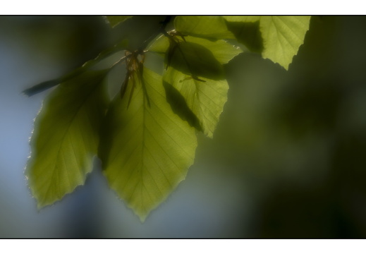 250428-Beuken-139