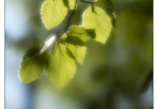 250428-Beuken-141