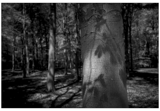250428-Beuken-144
