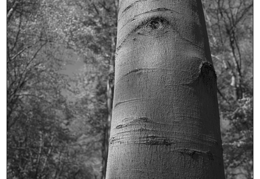 250428-Beuken-145
