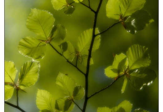250428-Beuken-146