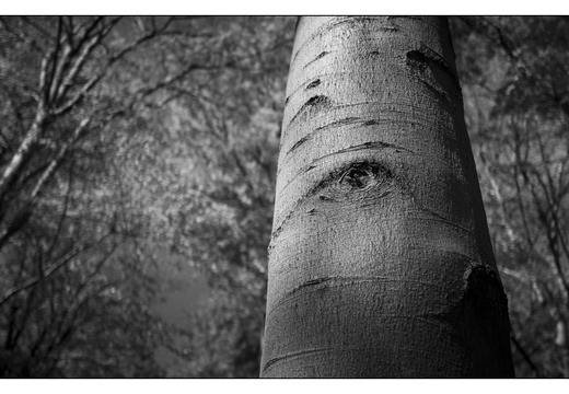 250428-Beuken-147