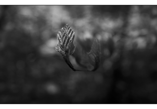 250428-Beuken-160