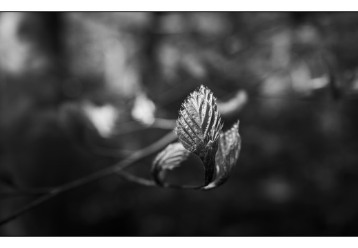 250428-Beuken-161
