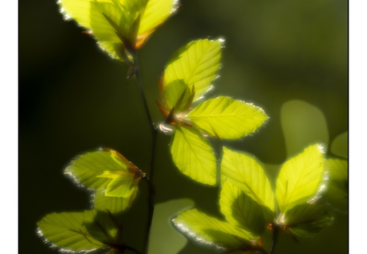 250428-Beuken-165