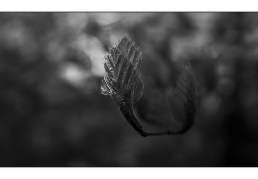 250428-Beuken-166