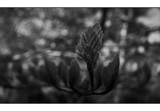 250428-Beuken-167