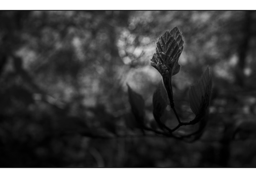 250428-Beuken-168