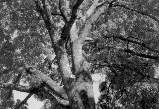 20250505-LeicaM4-35mm-ArcosII-Loenen-109
