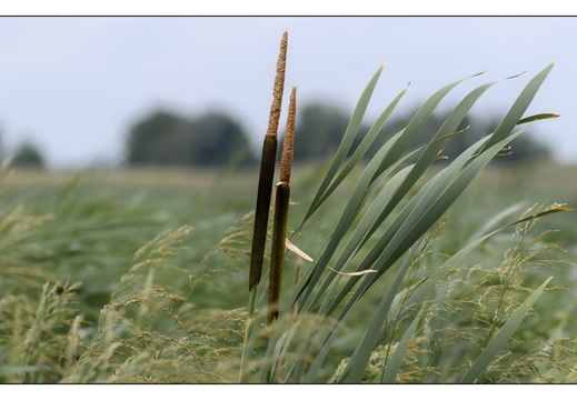 20250626-Landschap-102