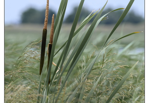 20250626-Landschap-103