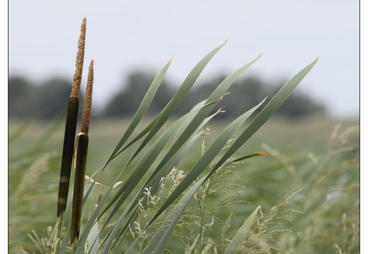 20250626-Landschap-104
