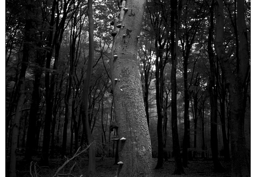 20250627-GSW690-Tmax100-Vierhouten-102