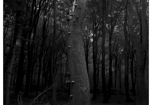 20250627-GSW690-Tmax100-Vierhouten-103