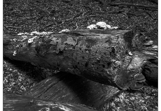 20250627-GSW690-Tmax100-Vierhouten-105